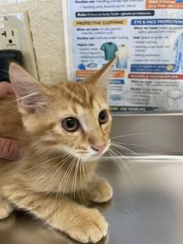 KERMIT -  Domestic Medium Hair Cat for Adoption in Fort Myers, Florida - KERMIT | PetCurious