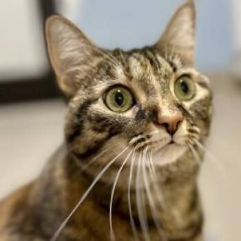 Domestic Short Hair Cats Available for Adoption in Calverton, New York - Clover | PetCurious