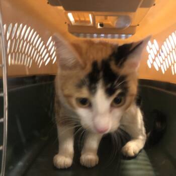 Cookie Dough -  Domestic Short Hair Cat for Adoption in Brentwood, Missouri - Cookie Dough | PetCurious
