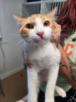 Rescue Domestic Short Hair Cats for Adoption in Zimmerman, Minnesota - Puddin | PetCurious