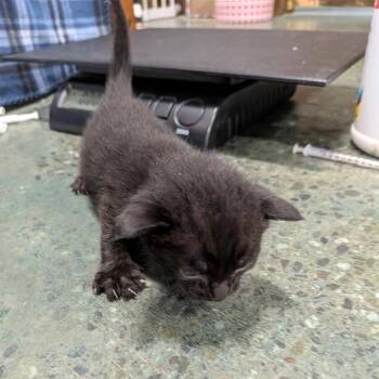 Sango -  Domestic Short Hair Cat for Adoption in Chico, California - Sango | PetCurious