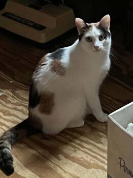 Beckett -  Calico Cat for Adoption in Cary, North Carolina - Beckett | PetCurious