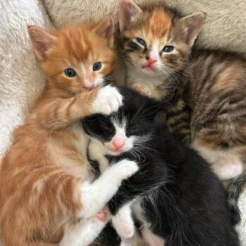 Cajun -  Domestic Short Hair Cat for Adoption in Evensville, Tennessee - Cajun | PetCurious