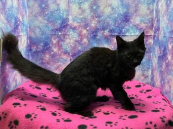 Daphne -  Domestic Long Hair Cat for Adoption in Washington Court House, Ohio - Daphne | PetCurious