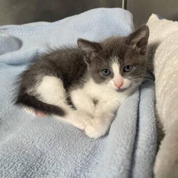 Domestic Short Hair Cats Available for Adoption in Lathrop, California - Tootles | PetCurious
