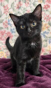 Kitten Sake -  Domestic Short Hair Cat for Adoption in Cuyahoga Falls, Ohio - Kitten Sake | PetCurious