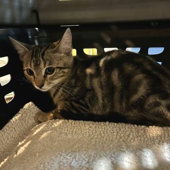Rescue Domestic Short Hair Cats for Adoption in Sarasota, Florida - Jingle | PetCurious