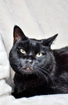 Domestic Short Hair Cats Available for Adoption in Yakima, Washington - Blackie | PetCurious