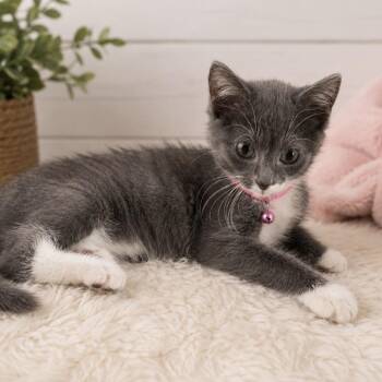 Pagani -  Domestic Medium Hair Cat for Adoption in Inman, South Carolina - Pagani | PetCurious