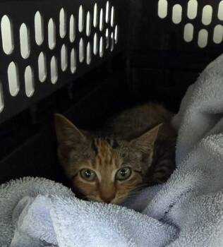 Sf-30c Buttercup -  Domestic Short Hair Cat for Adoption in Lawrenceville, Georgia - Sf-30c Buttercup | PetCurious