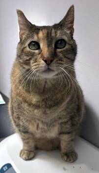 Domestic Short Hair Cats Available for Adoption in Saint Paul, Minnesota - Lily | PetCurious