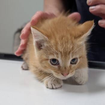 Case -  Domestic Short Hair Cat for Adoption in Canton, Illinois - Case | PetCurious