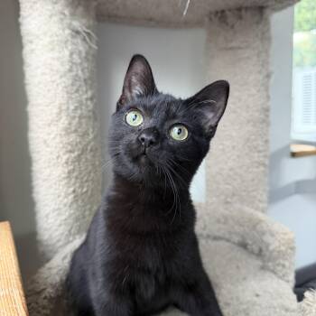 Rescue Domestic Short Hair Cats for Adoption in Sacramento, California - Lisette | PetCurious