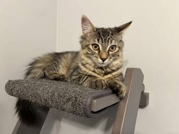 Kalahari - KITTEN in foster -  Domestic Medium Hair Cat for Adoption in Alexandria, Virginia - Kalahari - KITTEN In Foster | PetCurious