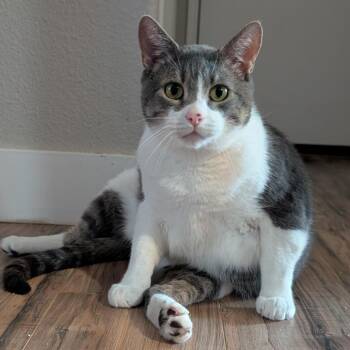 Domestic Short Hair Cats Available for Adoption in Layton, Utah - Mr. Greybee | PetCurious