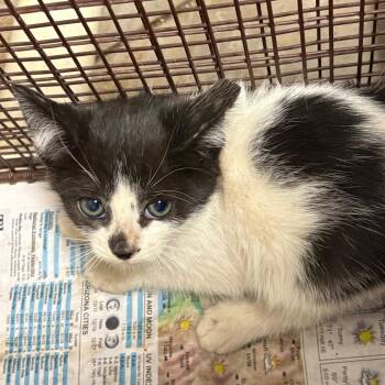 Cain -  Domestic Short Hair Cat for Adoption in Yuma, Arizona - Cain | PetCurious