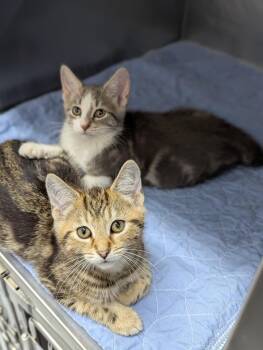 Rescue Domestic Short Hair Cats for Adoption in Mount Vernon, Ohio - Danno | PetCurious