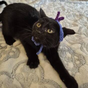 Inverness -  Domestic Short Hair Cat for Adoption in Buffalo, Minnesota - Inverness | PetCurious