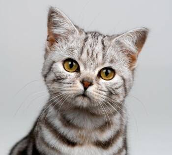 Kaliki not for adoption - non primary loc & empty multi loc -  Domestic Short Hair Cat for Adoption in Bettles, Alaska - Kaliki Not For Adoption - Non Primary Loc & Empty Multi Loc | PetCurious
