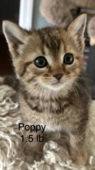 Domestic Short Hair Cats Available for Adoption in White Bluff, Tennessee - Poppy | PetCurious