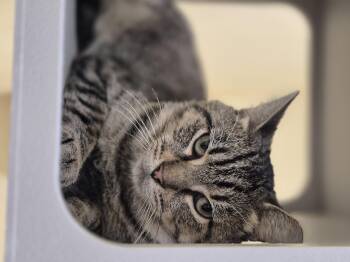 Rescue Domestic Short Hair Cats for Adoption in Schertz, Texas - Belton | PetCurious