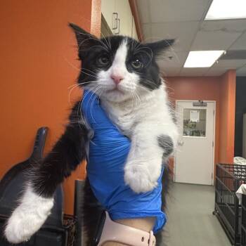 Radium -  Domestic Long Hair Cat for Adoption in Westminster, California - Radium | PetCurious