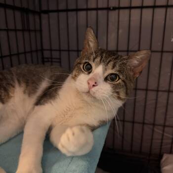 Domestic Short Hair Cats Available for Adoption - Charlie Chamberlin | PetCurious