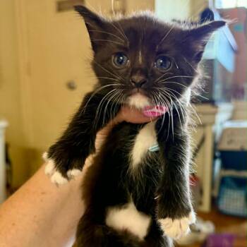 Meadow -  Domestic Short Hair Cat for Adoption in South Elgin, Illinois - Meadow | PetCurious