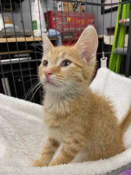 Shepp -  Tabby and Domestic Short Hair Cat for Adoption in Island Lake, Illinois - Shepp | PetCurious
