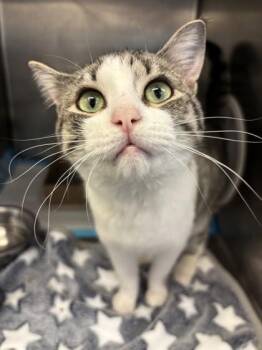 Domestic Short Hair Cats Available for Adoption in Lafayette, Indiana - Melody | PetCurious