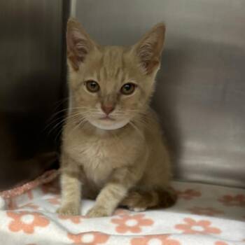 Roman -  Domestic Short Hair Cat for Adoption in Birmingham, Alabama - Roman | PetCurious