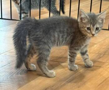 Rescue Domestic Short Hair Cats for Adoption in Sioux City, Iowa - Petal | PetCurious