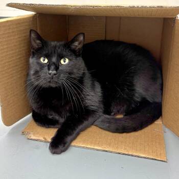 Bill (bonded to Jupiter) @PAWZ pet cafe -  Domestic Short Hair Cat for Adoption in Carmel, Indiana - Bill (bonded To Jupiter) @PAWZ Pet Cafe | PetCurious