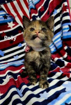Polly -  Tortoiseshell Cat for Adoption in Delray, West Virginia - Polly | PetCurious