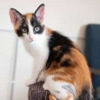 Edna -  Domestic Short Hair Cat for Adoption in Oakland, California - Edna | PetCurious