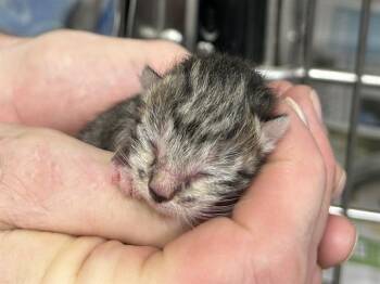 Domestic Short Hair Cats Available for Adoption in Ocala, Florida - A379545 | PetCurious
