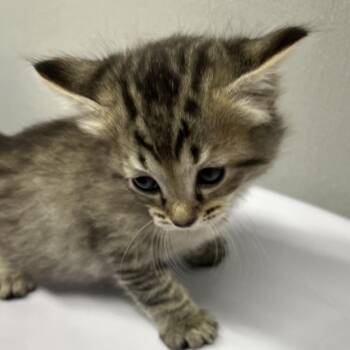 Domestic Long Hair Cats Available for Adoption in Tampa, Florida - Grant | PetCurious