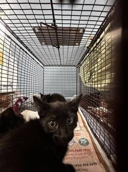 Domestic Short Hair Cats Available for Adoption in Fort Lauderdale, Florida - A2476126 | PetCurious