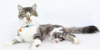 Domestic Medium Hair and Domestic Short Hair Cats Available for Adoption in Roseville, California - Tanner | PetCurious