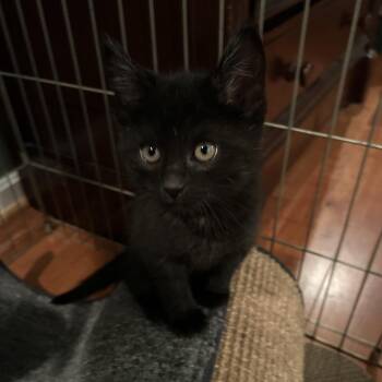 Domestic Short Hair Cats Available for Adoption in Potomac, Maryland - Eddie | PetCurious
