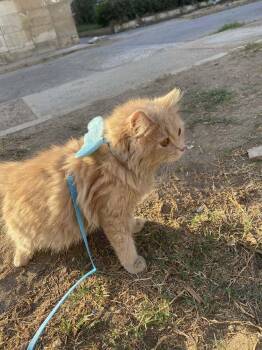 Rescue Persian Cats for Adoption in Wolcott, Connecticut - Timory | PetCurious