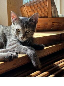 Wendigo -  Domestic Short Hair Cat for Adoption in Colorado Springs, Colorado - Wendigo | PetCurious