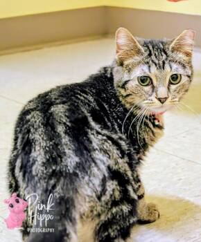 Domestic Short Hair Cats Available for Adoption - Mabel Pines | PetCurious
