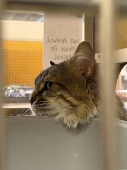 Domestic Long Hair Cats Available for Adoption in Wheaton, Illinois - Tomas | PetCurious