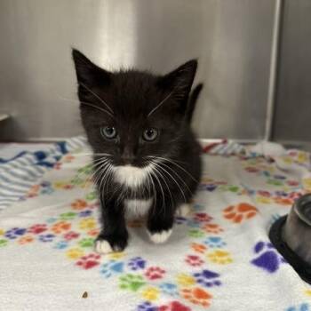Sturm Brightblade -  Domestic Short Hair Cat for Adoption in Indianapolis, Indiana - Sturm Brightblade | PetCurious