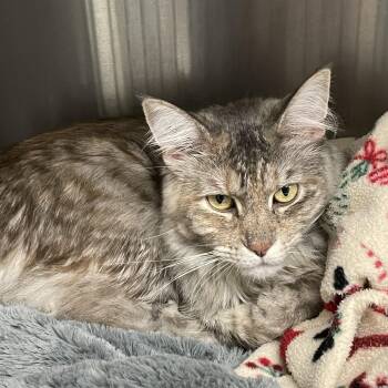 Chai -  Maine Coon and Manx Cat for Adoption in North Kingstown, Rhode Island - Chai | PetCurious