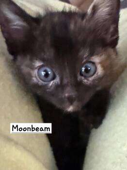 Moonbeam -  Domestic Short Hair Cat Available for Adoption in Calimesa, California - Moonbeam | PetCurious