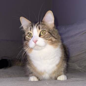 Rex - Bonded with Freckles! -  Domestic Medium Hair Cat for Adoption in Bristol, Indiana - Rex - Bonded With Freckles! | PetCurious