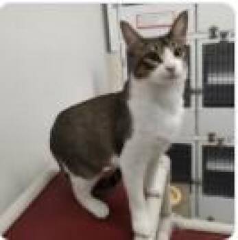 Domestic Short Hair Cats Available for Adoption in Albuquerque, New Mexico - JAZZ | PetCurious