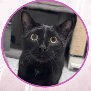 Domestic Short Hair Cats Available for Adoption - Padfoot | PetCurious